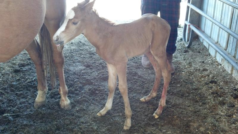 Colt Born 6-13-2012