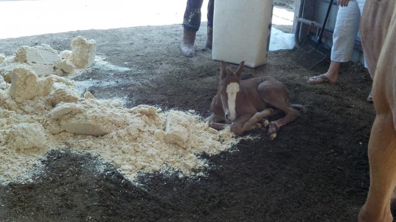 Colt Born 6-13-2012