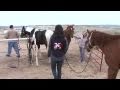 A Day in the Life of-Equestrian 